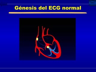 Génesis del ECG normal 