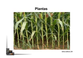 PlantasPlantas
Uma cultura | 24
 
