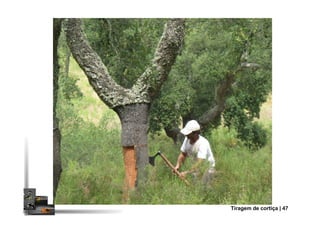 Tiragem de cortiça | 47
 