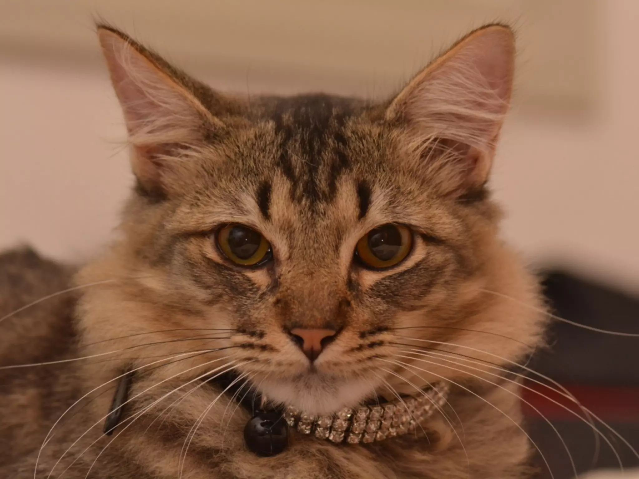 saber back-end
lhe dá mais controle.
 