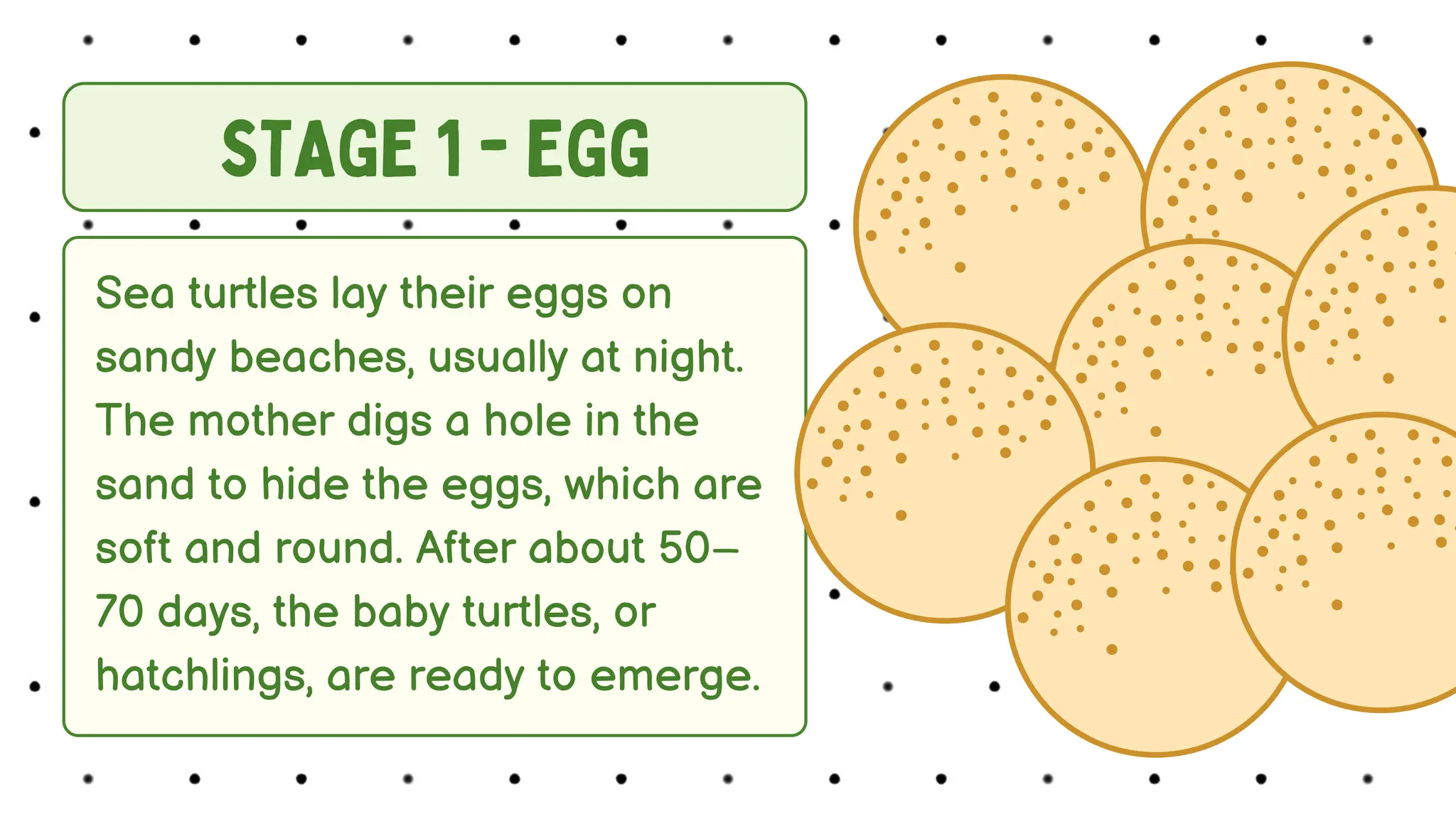 Life Cycle of Turtle (From Egg to Adult Sea Turtle) | PDF
