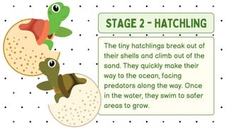 Life Cycle of Turtle (From Egg to Adult Sea Turtle) | PDF
