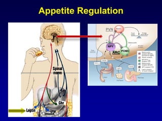 Appetite Regulation 
PVN 
ARC 
POMC 
NPY  