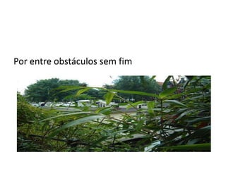 Por entre obstáculos sem fim
 