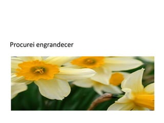 Procurei engrandecer
 