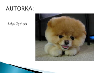 Lidija Gajić 3/3
 