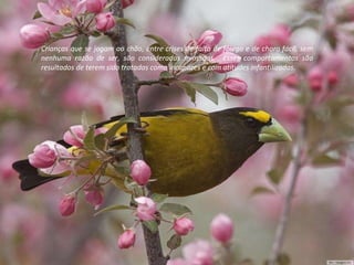 Crianças que se jogam ao chão, entre crises de falta de fôlego e de choro fácil, sem nenhuma razão de ser, são consideradas mimadas.  Esses comportamentos são resultados de terem sido tratadas como incapazes e com atitudes infantilizadas.  