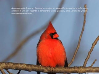 Rolagem Automática (Aumente o Som) A reencarnação leva o ser humano a exercitar a independência, quando propõe que a criatura é um ser viajante e temporário entre pessoas, sexo, profissão, países, continentes ou mundos. 