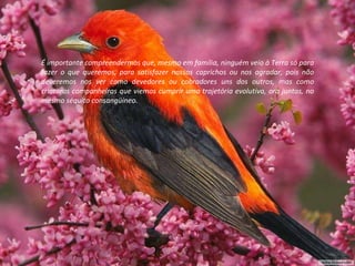 “  Se Deus Julgou conveniente lançar um véu sobre o passado, é porque isso devia ser útil...” (O Evangelho Segundo o Espiritismo, Cap. V, item 11) VANTAGENS  DO  ESQUECIMENTO Em certas criaturas é visível a rejeição que fazem para aceitar as coisas novas que vão surgindo em nossa trajetória vivencial. A Natureza em nós é força de progresso, e os homens evoluem sempre, não porém ao mesmo tempo e da mesma forma, mas naturalmente ao seu próprio ritmo. É importante compreendermos que, mesmo em família, ninguém veio à Terra só para fazer o que queremos, para satisfazer nossos caprichos ou nos agradar, pois não deveremos nos ver como devedores ou cobradores uns dos outros, mas como criaturas companheiras que viemos cumprir uma trajetória evolutiva, ora juntas, no mesmo séquito consangüíneo. 