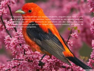 “ Se Deus Julgou conveniente lançar um véu sobre o
passado, é porque isso devia ser útil...”
(O Evangelho Segundo o Espiritismo, Cap. V, item 11)
VANTAGENS DO
ESQUECIMENTO
Em certas criaturas é visível a rejeição que fazem para aceitar as coisas
novas que vão surgindo em nossa trajetória vivencial.A Natureza em nós é força de progresso, e os homens evoluem
sempre, não porém ao mesmo tempo e da mesma forma, mas
naturalmente ao seu próprio ritmo.É importante compreendermos que, mesmo em família, ninguém veio à Terra só para
fazer o que queremos, para satisfazer nossos caprichos ou nos agradar, pois não
deveremos nos ver como devedores ou cobradores uns dos outros, mas como
criaturas companheiras que viemos cumprir uma trajetória evolutiva, ora juntas, no
mesmo séquito consangüíneo.
 