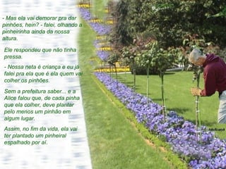 - Mas ela vai demorar pra dar pinhões, hein? - falei, olhando a pinheirinha ainda da nossa altura.  Ele respondeu que não tinha pressa. - Nossa neta é criança e eu já falei pra ela que é ela quem vai colher os pinhões.  Sem a prefeitura saber... e a Alice falou que, de cada pinha que ela colher, deve plantar pelo menos um pinhão em algum lugar.  Assim, no fim da vida, ela vai ter plantado um pinheiral espalhado por aí.  