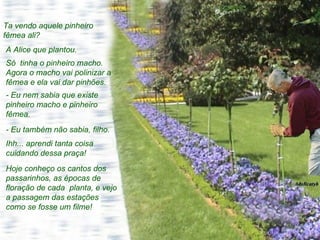 Ta vendo aquele pinheiro fêmea ali?  A Alice que plantou.  Só  tinha o pinheiro macho. Agora o macho vai polinizar a fêmea e ela vai dar pinhões. - Eu nem sabia que existe pinheiro macho e pinheiro fêmea. - Eu também não sabia, filho.  Ihh... aprendi tanta coisa cuidando dessa praça!  Hoje conheço os cantos dos passarinhos, as épocas de floração de cada  planta, e vejo a passagem das estações como se fosse um filme! 