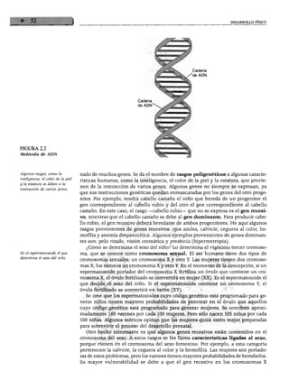 DESARROLLO FÍSICO
Cadena
de ADN
Cadena
de ADN'
FIGURA 2.2
Molécula de ADN
Algunos rasgos, como la
inteligencia, el color de la piel
y la estatura se deben a la
interacción de varios genes.
Es el espermatozoide el que
determina el sexo del niño.
nado de muchos genes. Se da el nombre de rasgos poligenéticos a algunas caracte
rísticas humanas, como la inteligencia, el color de la piel y la estatura, que provie
nen de la interacción de varios genes. Algunos genes no siempre se expresan, ya
que sus instrucciones genéticas quedan enmascaradas por los genes del otro proge
nitor. Por ejemplo, tendrá cabello castaño el niño que hereda de un progenitor el
gen correspondiente al cabello rubio y del otro el gen correspondiente al cabello
castaño. En este caso, el rasgo —cabello rubio— que no se expresa es el gen recesi
vo, mientras que el cabello castaño se debe al gen dominante. Para producir cabe
llo rubio, el gen recesivo deberá heredarse de ambos progenitores. He aquí algunos
rasgos provenientes de genes recesivos: ojos azules, calvicie, ceguera al color, he
mofilia y anemia drepanocítica. Algunos ejemplos provenientes de genes dominan
tes son: pelo rizado, visión cromática y presbicia (hipermetropía).
¿Cómo se determina el sexo del niño? Lo determina el vigésimo tercer cromoso
ma, que se conoce como cromosoma sexual. El ser humano tiene dos tipos de
cromosomas sexuales: un cromosoma X y otro Y. Las mujeres tienen dos cromoso
mas X; los varones un cromosoma X y otro Y. En el momento de la concepción, si un
espermatozoide portador del cromosoma X fertiliza un óvulo que contiene un cro
mosoma X, el óvulo fertilizado se convertirá en mujer (XX). Es el espermatozoide el
que decide el sexo del niño. Si el espermatozoide contiene un cromosoma Y, el
óvulo fertilizado se convertirá en varón (XY).
Se cree que los espermatozoides cuyo código genético está programado para ge
nerar niños tienen mayores probabilidades de penetrar en el óvulo que aquellos
cuyo código genético está programado para generar mujeres. Se conciben aproxi
madamente 160 varones por cada 100 mujeres. Pero sólo nacen 105 niños por cada
100 niñas. Algunos teóricos opinan que las mujeres quizá estén mejor preparadas
para sobrevivir el proceso del desarrollo prenatal.
Otro hecho interesante es que algunos genes recesivos están contenidos en el
cromosoma del sexo. A estos rasgos se les llama características ligadas al sexo,
porque vienen en el cromosoma del sexo femenino. Por ejemplo, a esta categoría
pertenecen la calvicie, la ceguera al color y la hemofilia. Las mujeres son portado
ras de estos problemas, pero los varones tienen mayores probabilidades de heredarlos.
Su mayor vulnerabilidad se debe a que el gen recesivo en los cromosomas X
 