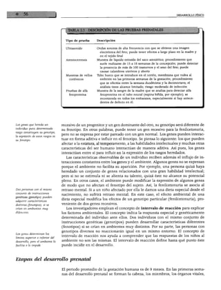 DESARROLLO FÍSICO
^ TABLA 2.3 DESCRIPCIÓN DE LAS PRUEBAS PRENATALES J
Tipo de prueba
Ultrasonido
Amniocentesis
Muestras de vellos
coriónicos
Pruebas de alfa
fetoproteína
Descripción
Ondas sonoras de alta frecuencia con que se obtiene una imagen
electrónica del feto; puede tener efectos a largo plazo en la madre y
en el tejido fetal
Muestra de líquido extraída del saco amniótico; procedimiento que
suele realizarse de 15 a 18 semanas de la concepción; puede detectar
la presencia de más de 100 trastornos y el sexo del feto; puede
causar calambres uterinos y aborto
Tubo hueco que se introduce en el corión, membrana que rodea al
embrión en las primeras semanas de la gestación; procedimiento
que se efectúa entre la semana duodécima y la decimoctava; el
análisis tiene alcance limitado; riesgo moderado de infección
Muestra de la sangre de la madre que se analiza para detectar alfa
fetoproteína en el tubo neural (espina bífida, por ejemplo); se
recomienda en todos los embarazos, especialmente si hay antece
dentes de defecto en él.
Los genes que hereda un
individuo para determinado
rasgo constituyen su genotipo;
¡a expresión de estos rasgos es
su fenotipo.
Dos personas con el mismo
conjunto de instrucciones
genéticas (genotipo) pueden
adquirir características
distintas (fenotipos), si se
crían en ambientes muy
diferentes.
Los genes determinan los
límites superior e inferior del
desarrollo, pero el ambiente lo
facilita o lo impide.
recesivo de un progenitor y un gen dominante del otro, su genotipo será diferente de
su fenotipo. En otras palabras, puede tener un gen recesivo para la fenilcetonuria,
pero no se expresa por estar pareado con un gen normal. Los genes pueden interac-
tuar en forma aditiva e influir en el fenotipo. Se piensa lo siguiente: los que pueden
afectar a la estatura, al temperamento, a las habilidades intelectuales y muchas otras
características del ser humano interactúan de manera aditiva. Así pues, los genes
interactúan entre sí para influir en la expresión de los rasgos heredados.
Las características observables de un individuo reciben además el influjo de in
teracciones constantes entre los genes y el ambiente. Algunos genes no se expresan
porque el ambiente no facilita su aparición. Por ejemplo, una persona quizá haya
heredado un conjunto de genes relacionados con una gran habilidad intelectual;
pero si no se estimula ni se alienta su talento, quizá éste no alcance su potencial
pleno. En otros casos, el ambiente puede modificar la expresión de algunos genes
de modo que no afectan el fenotipo del sujeto. Así, la fenilcetonuria se asocia al
retraso mental. Si a un niño afectado por ella le damos una dieta especial desde el
nacimiento, no sufrirá retraso mental. En este caso, el efecto ambiental de una
dieta especial modifica los efectos de un genotipo particular (fenilcetonuria), pro
veniente de dos genes recesivos.
Los investigadores emplean el concepto de intervalo de reacción para explicar
los factores ambientales. El concepto indica la respuesta especial y genéticamente
determinada del individuo ante ellos. Dos individuos con el mismo conjunto de
instrucciones genéticas (genotipos) pueden desarrollar características diferentes
(fenotipos) si se crían en ambientes muy distintos. Por su parte, las personas con
genotipos diversos no reaccionarán igual en un mismo entorno. El concepto de
intervalo de reacción nos ayuda a comprender que las respuestas de los niños al
ambiente no son las mismas. El intervalo de reacción define hasta qué punto éste
puede incidir en el desarrollo.
Etapas del desarrollo prenatal
El periodo promedio de la gestación humana es de 9 meses. En las primeras sema
nas del desarrollo prenatal se forman la cabeza, los miembros, los órganos vitales,
 