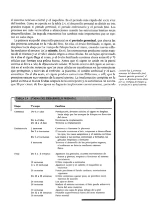 DESARROLLO PRENATAL
el sistema nervioso central y el esqueleto. Es el periodo más rápido del ciclo vital
del hombre. Como se aprecia en la tabla 2.4, el desarrollo prenatal se divide en tres
grandes etapas: el periodo germinal, el periodo embrionario y el periodo fetal. Los
procesos son más vulnerables a alteraciones cuando las estructuras básicas están
desarrollándose. En seguida resumimos los cambios más importantes que se ope
ran en cada etapa.
La primera etapa del desarrollo prenatal es el periodo germinal, que abarca las
dos primeras semanas en la vida del feto. En ella, el óvulo fertilizado, o cigoto, se
desplaza hacia abajo por la trompa de Falopio hacia el útero, creando nuevas célu
las mediante el proceso de la mitosis. En él, los cromosomas producen copias exac
tas de sí mismos y se dividen dando origen a otras células. En un lapso aproximado
de 4 días el cigoto llega al útero, y el óvulo fertilizado contiene ahora entre 60 y 70
células que forman una pelota hueca. Antes que el cigoto se anide en la pared
uterina se lleva a cabo la diferenciación celular. El borde externo del cigoto se conver
tirá en el embrión, mientras que las otras células se transforman en las estructuras
que protegerán y nutrirán al embrión: la placenta, el cordón umbilical y el saco
amniótico. En el día sexto, el cigoto produce estructuras filiformes, o villi, que le
permiten extraer nutrimentos de la pared uterina. La implantación completa en la
pared uterina se realiza 12 días después de la concepción y es automática. Se estima
que 58 por ciento de los cigotos no lograrán implantarse correctamente, poniendo
Durante las 2 primeras
semanas del desarrollo fetal,
llamado periodo germinal, él
cigoto se desplaza hacia abajo
por las trompas de Falopio y
se anida en la pared uterina.
DEL DESARROLLO PREr
Etapa Tiempo
Germinal De 0 a 4 días
De 4 a 8 días
De 12 a 13 días
Embrionaria 2 semanas
De 3 a 4 semanas
De 5 a 6 semanas
8 semanas
Fetal De 8 a 12 semanas
10 semanas
13 a 16 semanas
20 semanas
De 25 a 28 semanas
26 semanas
28 semanas
30 semanas
De 32 a 36 semanas
38 semanas
Cambios
Fertilización; división celular; el cigoto se desplaza
hacia abajo por las trompas de Falopio en dirección
del útero
Comienza la implantación
Termina la implantación
Comienza a formarse la placenta
El corazón comienza a latir; empiezan a desarrollarse
los ojos, los vasos sanguíneos y el sistema nervioso
Los brazos y las piernas comienzan a formarse; las
gónadas empiezan a formarse
Termina el desarrollo de los principales órganos;
el embarazo se detecta mediante examen
físico
Aparecen los genitales; ocurren movimientos de
brazos y piernas; empieza a funcionar el sistema
circulatorio
El feto responde a estímulos
Aparecen la piel y el cabello; el esqueleto se
endurece
Puede percibirse el latido cardiaco; movimientos
vigorosos
El feto comienza a ganar peso; se perciben movi
mientos de succión
Los ojos se abren
Madura el sistema nervioso; el feto puede sobrevivir
fuera del seno materno
Aparece una capa de grasa debajo de la piel
Probable supervivencia fuera del seno materno
Parto normal
 