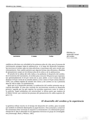 DESARROLLO DEL CEREBRO
nacimiento 6 meses 2 años
FIGURA 2.4
Desarrollo inicial
del cerebro
Fuente: Conel(1959).
cambios se efectúan con celeridad en los primeros años de vida, pero el proceso de
mielinización prosigue hasta la adolescencia. A lo largo del desarrollo temprano,
las neuronas se tornan cada vez más selectivas y reaccionan sólo ante ciertos neu-
rotransmisores. Este cambio permite que algunas formas más eficientes y flexibles
de pensamiento surjan en los últimos años de la niñez y de la adolescencia.
El tamaño de la cabeza del niño indica a los pediatras el desarrollo del cerebro.
En el momento del nacimiento, el cerebro pesa cerca de 350 gramos que represen
tan aproximadamente el 25 por ciento de su peso adulto. A los 6 meses de edad
alcanza el 50 por ciento de su tamaño adulto y a los 3 años el 70 por ciento (Tanner,
1978). Los cambios rápidos de tamaño del cráneo y del cerebro en los 2 primeros
años de vida se debe a la mielinización.
Igual que en el desarrollo prenatal, la maduración del cerebro presenta una se
cuencia previsible. El área que controla los movimientos motores se desarrolla
primero, seguida por los que regulan los sentidos superiores como la visión y
la audición. Según señalamos con anterioridad, la última parte que madura es
el lóbulo frontal, que controla los procesos del pensamiento de orden superior (fi
gura 2.3).
El desarrollo del cerebro y la experiencia
i genética influye mucho en el tiempo del desarrollo del cerebro, pero recuerde
que también el ambiente desempeña un papel decisivo. Para aumentar y conservar
las conexiones entre neuronas se requiere la estimulación o la información prove
nientes de él. Esto lo describió en los siguientes términos un grupo de investigado-
es (Greenough, Black y Wallace, 1987):
 