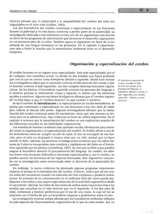 DESARROLLO DEL CEREBRO
teóricos piensan que la plasticidad y la adaptabilidad del cerebro del niño son
inigualables en el ciclo vital (Golden, 1994).
Los dos hemisferios del cerebro comienzan a especializarse en sus funciones
durante la pubertad y en esta época comienza a perder parte de su plasticidad. La
investigación dedicada a este fenómeno es hoy uno de los argumentos más fuertes
en favor de los programas de intervención que favorecen el desarrollo cognoscitivo
en los primeros años de la niñez. También apoya el argumento en favor de la en
señanza de una lengua extranjera en las primarias. En el capítulo 4 examinare
mos más a fondo la función que la estimulación ambiental tiene en el desarrollo
temprano.
Organización y especialización del cerebro
El cerebro humano es un órgano muy especializado. Está más especializado que el
de cualquier otro mamífero actual. Lo divide en dos mitades una fisura profunda
que crea lo que se conoce como hemisferios derecho e izquierdo. Desde hace tiempo E¡ hemisferio izquierdo del
los investigadores saben que el izquierdo controla el lado derecho del cuerpo y que cerebro controla él lado
el derecho controla el lado izquierdo. Los dos cumplen distintas funciones cognos- derecho del cuerpo y los
citivas. En los adultos, el hemisferio izquierdo controla los procesos del lenguaje y Procesos del lenguaje; él
el derecho procesa la información visual y espacial, lo mismo que los estímulos e"lIS/eno rec ° con roe
11 'aí*° izquierdo y las señale:
sociales y emotivos. Algunos escritores divulgativos afirman que el "cerebro izquier- espaciales visuales y socio
do" es más lógico y que el "cerebro derecho" es más creativo e intuitivo. emotivas.
Se da el nombre de lateralización a la especialización de los dos hemisferios. Se
piensa que comienzan a especializarse en sus funciones a los tres años de edad,
pero todavía se discute este punto. Algunos investigadores afirman que la latera
lización del cerebro comienza antes del nacimiento; otros, que este proceso no ter
mina sino en la adolescencia. Hay evidencia en favor de ambos argumentos. En el
capítulo 4 veremos que la lateralización del cerebro es una explicación popular de
las diferencias sexuales en las habilidades cognoscitivas.
Los estudios de lesiones cerebrales han aportado mucha información para enten
der mejor la organización y la especialización del cerebro. Si el daño afecta a uno de
los hemisferios antes de cumplir un año de edad, el otro se encargará de esa fun
ción, pero el niño no alcanzará el mismo nivel que un niño normal que no haya
sufrido el daño. Además, las primeras investigaciones revelaron que los niños me
nores de 5 años se recuperaban más completa y rápidamente del daño en el hemis
ferio izquierdo que los adultos (Lenneberg, 1967). Se cree que se debe a que pueden
asignar al hemisferio derecho el procesamiento del lenguaje. En cambio, los adul
tos tienen más neuronas dedicadas a funciones especializadas y, por lo mismo, no
pueden asumir las funciones de las regiones lesionadas. Este argumento concuer
da con la investigación antes mencionada sobre el deterioro de la plasticidad del
cerebro.
Sin embargo, la nueva evidencia ha planteado algunas preguntas importantes
respecto al tiempo de la lateralización del cerebro. Primero, indica que tal vez ocu
rra antes del nacimiento cuando los testículos del feto empiezan a producir testos-
terona. El aumento de su concentración en el ambiente fetal del varón puede pre
disponer a los niños a una mayor especialización de la actividad cognoscitiva desde
el nacimiento. Además, los niños de dos meses de ambos sexos reaccionan más a los
sonidos que escuchan en el oído derecho que en el izquierdo. A los dos años de
edad, comienzan a mostrar preferencia por el uso de una mano, lo cual tal vez se
relacione con el hecho de que un hemisferio empieza a predominar sobre el otro.
La investigación reciente señala además que los hemisferios cerebrales influyen
en más aspectos del funcionamiento cognoscitivo de lo que se creía antaño. Así, en
 