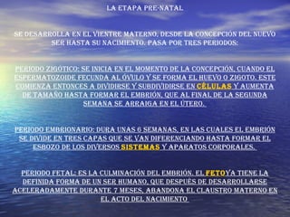 La etapa pre-natal Se desarrolla en el vientre materno, desde la concepción del nuevo ser hasta su nacimiento. Pasa por tres periodos: Periodo zigótico: Se inicia en el momento de la concepción, cuando el espermatozoide fecunda al óvulo y se forma el huevo o zigoto. Este comienza entonces a dividirse y subdividirse en  células  y aumenta de tamaño hasta formar el embrión, que al final de la segunda semana se arraiga en el útero.  Periodo embrionario: Dura unas 6 semanas, en las cuales el embrión se divide en tres capas que se van diferenciando hasta formar el esbozo de los diversos  sistemas  y aparatos corporales.  Periodo fetal: Es la culminación del embrión. El  feto ya tiene la definida forma de un ser humano, que después de desarrollarse aceleradamente durante 7 meses, abandona el claustro materno  en el acto del nacimiento  