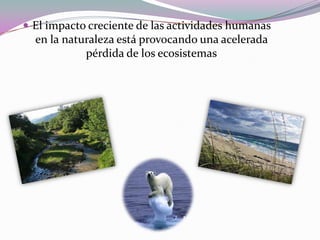  El impacto creciente de las actividades humanas
  en la naturaleza está provocando una acelerada
            pérdida de los ecosistemas
 