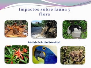 Pérdida de la biodiversidad
 