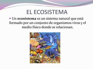 EL ECOSISTEMA
 Un ecosistema es un sistema natural que está
formado por un conjunto de organismos vivos y el
       medio físico donde se relacionan.
 