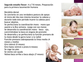 Segundo estadio flexor: 4 a 7-8 meses. Preparación
para la primera locomoción humana
Decúbito dorsal
Se convierte en una verdadera postura de apoyo
Al inicio del 4to mes intenta levantar la cabeza y
durante todo este período mueve la cabeza para
buscar objetos.
Se perfecciona la coordinación mano – mano que
asomó a la 8va semana. Juega con sus manos
Se desarrolla la coordinación mano – boca – ojo,
convirtiéndose la boca en órgano de prensión
Se desarrolla y se perfecciona la función prensora de
la mano desde la garra lunar a la radial
Función prensora sobrepasando la línea media (4
meses y medio)
Giro lateral (5 meses)
Giro hasta ventral o prono 6 meses)
Se coge los pies
Se sienta con ayuda
Volteo boca arriba a boca abajo (7 meses)
 