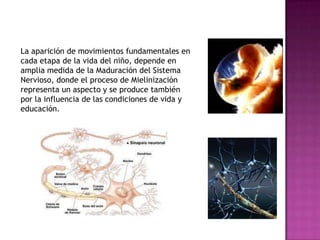 La aparición de movimientos fundamentales en
cada etapa de la vida del niño, depende en
amplia medida de la Maduración del Sistema
Nervioso, donde el proceso de Mielinización
representa un aspecto y se produce también
por la influencia de las condiciones de vida y
educación.
 