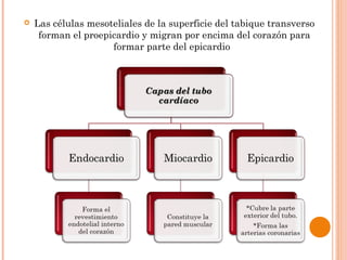  Las células mesoteliales de la superficie del tabique transverso
forman el proepicardio y migran por encima del corazón para
formar parte del epicardio
 
