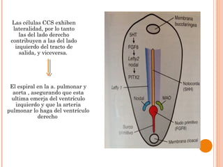 El espiral en la a. pulmonar y
aorta , asegurando que esta
ultima emerja del ventrículo
izquierdo y que la arteria
pulmonar lo haga del ventrículo
derecho
Las células CCS exhiben
lateralidad, por lo tanto
las del lado derecho
contribuyen a las del lado
izquierdo del tracto de
salida, y viceversa.
 