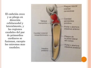 El embrión crece
y se pliega en
dirección
cefalocaudal y
lateralmente, y
las regiones
caudales del par
de primordios
cardiacos se
fusionan, excepto
los extremos mas
caudales.
 