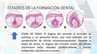 ESTADÍOS DE LA FORMACIÓN DENTAL
ETAPA DE YEMA: El órgano del esmalte al principio se
asemeja a un pequeño brote, que está rodeado por la
condensación de células ectomesenquimales. Durante la
etapa de yema, el órgano del esmalte consta de células
columnares bajas ubicadas periféricamente y células
poligonales ubicadas en el centro.
 
