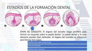 ESTADÍOS DE LA FORMACIÓN DENTAL
ETAPA DE CASQUETE: El órgano del esmalte luego prolifera para
formar un casquete sobre la papila dental. La papila dental y el saco
dentario quedan bien definidos. El órgano del esmalte se diferencia
para formar tres capas:
Epitelio interno del esmalte dental
Retículo estrellado
Epitelio externo dentario
 
