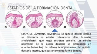 ESTADÍOS DE LA FORMACIÓN DENTAL
ETAPA DE CAMPANA TEMPRANA :El epitelio dental interno
se diferencia en células columnares altas llamadas
ameloblastos, que luego secretan esmalte. Las células
periféricas de la papila dentaria se diferencian en
odontoblastos bajo la influencia organizadora del epitelio
dentario interno, que posteriormente forma dentina.
 