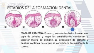 ESTADÍOS DE LA FORMACIÓN DENTAL
ETAPA DE CAMPANA Primero, los odontoblastos forman una
capa de dentina y luego los ameloblastos comienzan a
secretar matriz de esmalte. La deposición de esmalte y
dentina continúa hasta que se completa la formación de la
corona.
 