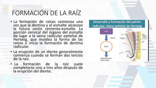 FORMACIÓN DE LA RAÍZ
• La formación de raíces comienza una
vez que la dentina y el esmalte alcanzan
la futura unión cemento-esmalte. La
porción cervical del órgano del esmalte
da lugar a la vaina radicular epitelial de
Hertwig, que moldea la forma de las
raíces e inicia la formación de dentina
radicular.
• La erupción de un diente generalmente
comienza cuando se forman dos tercios
de la raíz.
• La formación de la raíz suele
completarse uno a tres años después de
la erupción del diente.
 