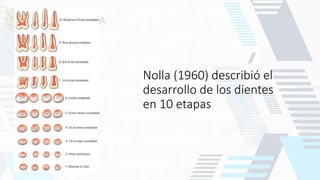 Nolla (1960) describió el
desarrollo de los dientes
en 10 etapas
 