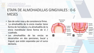 ETAPA DE ALMOHADILLAS GINGIVALES : 0-6
MESES
• Son de color rosa y de consistencia firme.
• La almohadilla de la encía maxilar tiene
forma de herradura y la almohadilla de la
encía mandibular tiene forma de U /
cuadrada.
• Las almohadillas de las encías se
desarrollan en dos porciones, bucal y
lingual, que están separadas por el surco
dentario.
 