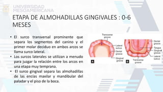 ETAPA DE ALMOHADILLAS GINGIVALES : 0-6
MESES
• El surco transversal prominente que
separa los segmentos del canino y el
primer molar deciduo en ambos arcos se
llama surco lateral.
• Los surcos laterales se utilizan a menudo
para juzgar la relación entre los arcos en
una etapa muy temprana.
• El surco gingival separa las almohadillas
de las encías maxilar y mandibular del
paladar y el piso de la boca.
 