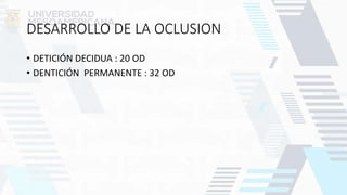 DESARROLLO DE LA OCLUSION
• DETICIÓN DECIDUA : 20 OD
• DENTICIÓN PERMANENTE : 32 OD
 