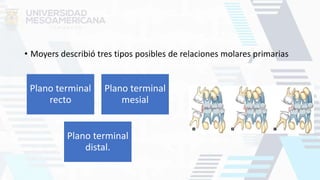 • Moyers describió tres tipos posibles de relaciones molares primarias
Plano terminal
recto
Plano terminal
mesial
Plano terminal
distal.
 