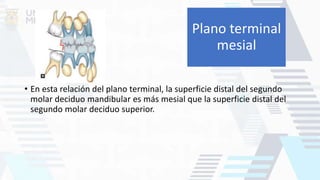 • En esta relación del plano terminal, la superficie distal del segundo
molar deciduo mandibular es más mesial que la superficie distal del
segundo molar deciduo superior.
Plano terminal
mesial
 
