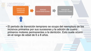 • El período de transición temprano se ocupa del reemplazo de los
incisivos primarios por sus sucesores y la adición de cuatro
primeros molares permanentes a la dentición. Esto suele ocurrir
en el rango de edad de 6 a 8 años.
PERIODO DE
TRANSICIÓN
TEMPRANO
PERIODO
INTERTRANCISIONAL
PERIODO DE
TRANSICIÓN TARDÍO
 