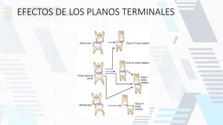EFECTOS DE LOS PLANOS TERMINALES
 