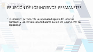 ERUPCIÓN DE LOS INCISIVOS PERMANETES
• Los incisivos permanentes erupcionan lingual a los incisivos
primarios y los centrales mandibulares suelen ser los primeros en
erupcionar.
 