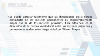 • Se puede apreciar fácilmente que las dimensiones de la corona
mesiodistal de los incisivos permanentes es considerablemente
mayor que la de los incisivos primarios. Esta diferencia en la
dimensión de la corona mesiodistal entre los incisivos primarios y
permanentes se denomina riesgo incisal por Warren Mayne
 