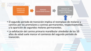 • El segundo período de transición implica el reemplazo de molares y
caninos por los premolares y caninos permanentes, respectivamente,
y la aparición de segundos molares permanentes.
• La exfoliación del canino primario mandibular alrededor de los 10
años de edad suele marcar el comienzo del segundo período de
transición.
PERIODO DE
TRANSICIÓN
TEMPRANO
PERIODO
INTERTRANCISIONAL
PERIODO DE
TRANSICIÓN TARDÍO
(10-13 AÑOS )
 