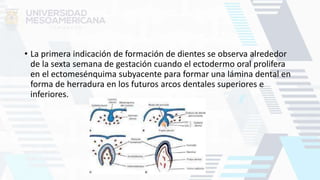 • La primera indicación de formación de dientes se observa alrededor
de la sexta semana de gestación cuando el ectodermo oral prolifera
en el ectomesénquima subyacente para formar una lámina dental en
forma de herradura en los futuros arcos dentales superiores e
inferiores.
 