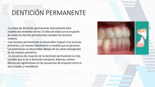 DENTICIÓN PERMANENTE
-La etapa de dentición permanente está bastante bien
establecida alrededor de los 13 años de edad con la erupción
de todos los dientes permanentes excepto los terceros
molares.
-Los incisivos permanentes se desarrollan lingual a los incisivos
primarios y se mueven labialmente a medida que erupcionan.
Los premolares se desarrollan debajo de las raíces divergentes
de los molares primarios.
-La secuencia de erupción de la dentición permanente es más
variable que la de la dentición temporal. Además, existen
diferencias significativas en las secuencias de erupción entre el
arco maxilar y mandibular.
 