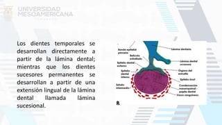 Los dientes temporales se
desarrollan directamente a
partir de la lámina dental;
mientras que los dientes
sucesores permanentes se
desarrollan a partir de una
extensión lingual de la lámina
dental llamada lámina
sucesional.
 