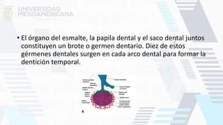 • El órgano del esmalte, la papila dental y el saco dental juntos
constituyen un brote o germen dentario. Diez de estos
gérmenes dentales surgen en cada arco dental para formar la
dentición temporal.
 